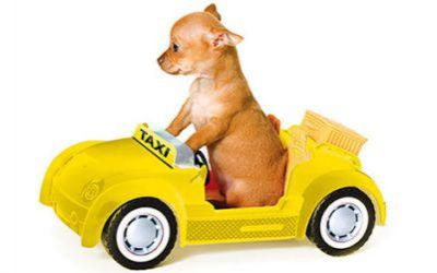 Táxi dog