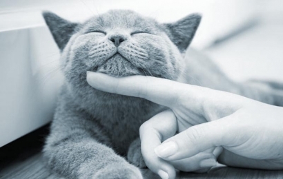 Saúde felina: quais são as vacinas para gatos mais importantes