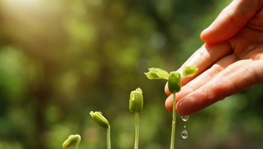 6 tipos de adubos orgânicos para seu jardim ou horta ganhar mais vida